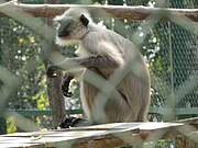 common langur