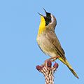 Common Yellowthroat, Jones Beach, NY