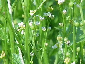 Crambe abyssinica