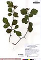 Crataegus douglasii JEPS109866 (4496863581)