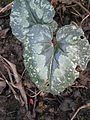 Cyclamen pseudibericum leaf