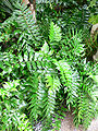 Holly fern