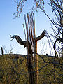 The bare wooden ribs of a dead saguaro