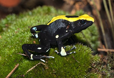 Dyeing poison dart frog, by Llez