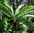 Dioon spinulosum