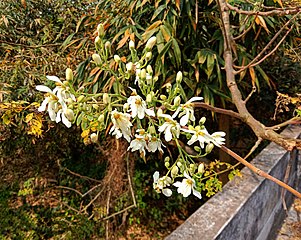 Flowers of M. oleifera on a morning