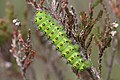 Raupe des Kleinen Nachtpfauenauges (Emperor moth)