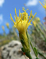 Ericameria discoidea