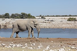 Éléphant.