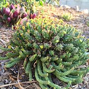 Euphorbia flanaganii, Tête-de-méduse