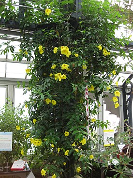 Allamanda cathartica. Типовой вид рода. Общий вид растения.