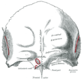 Frontal bone: outer surface