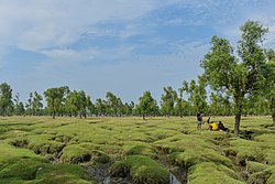 গুলিয়াখালী সমুদ্র সৈকতের স্কাইলাইন