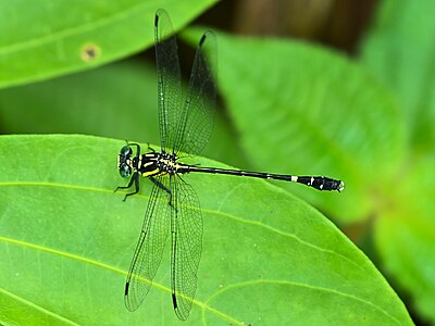 Heliogomphus promelas male