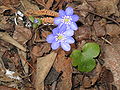 Anemone hepatica