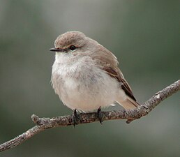 Гвінейниця австралійська (Microeca fascinans)