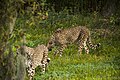 Geparden (Acinonyx jubatus)