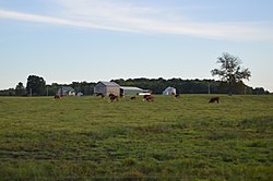 Cattle pasture west of Stoneboro