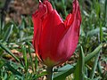 Wild Tulip in Görmeli