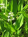 Maianthemum trifolium (en)