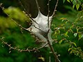 Eastern Tent Caterpillar