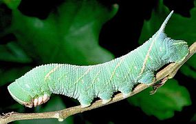 Chenille de sphinx du chêne