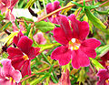 Mimulus cv. 'Jack'