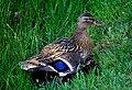 Mother with young ducks