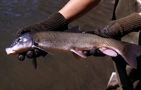 Catostomus platyrhynchus