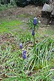 Muscari neglectum