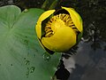 Nuphar lutea