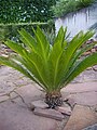 11/ Jardin des plantes d'Orléans un 5 juin Cycas revoluta