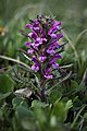 Pedicularis langsdorffii