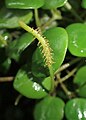 Peperomia serpens