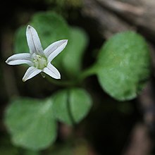 A small white flower among green grass-like leaves