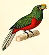 Crested quetzal