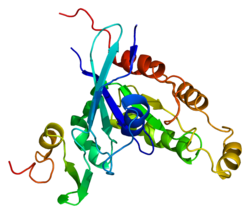 Serin/Threonin-Protein-Kinase PAK2