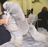 Mature silver Poodle