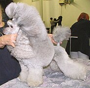 Argento Miniature Poodle