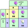 A Punnett square, cross between pea plants heterozygous for purple (B) and white (b) blossoms.