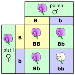 A Punnett square depicting a cross between two pea plants heterozygous for purple (B) and white (b) blossoms
