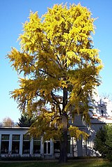 Ginkgo biloba en automne.