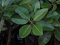 Rhizophora mucronata leaves