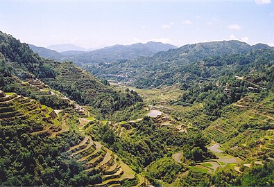 菲律賓呂宋島上的稻梯田