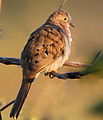 Tortorina codalunga Uropelia campestris