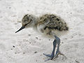 Poussin d'Avocette élégante.