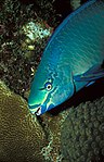 Male queen parrotfish