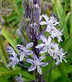 Scilla hyacinthoides