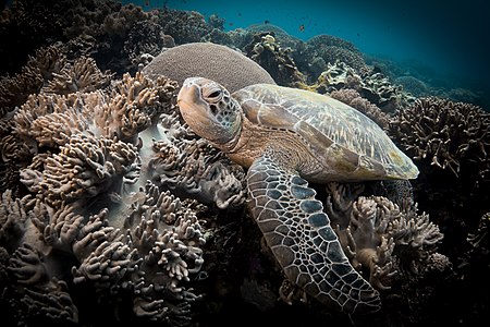 Hawksbill sea turtle, by Anna Varona (edited by PetarM)