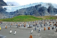 Penguins in South Georgia, 2010